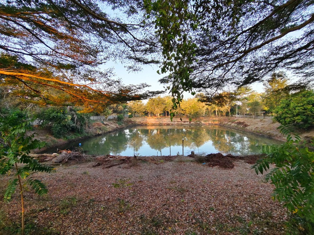 picture 🌿 Land for Rent with Pond, Total Area 4 Rai surrounded by nature🌳 - 2/7