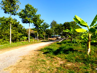 Land for rent Chonburi : 🏡🌿 House for rent with 9 rai of land at Phanatnikom, Chonburi✨