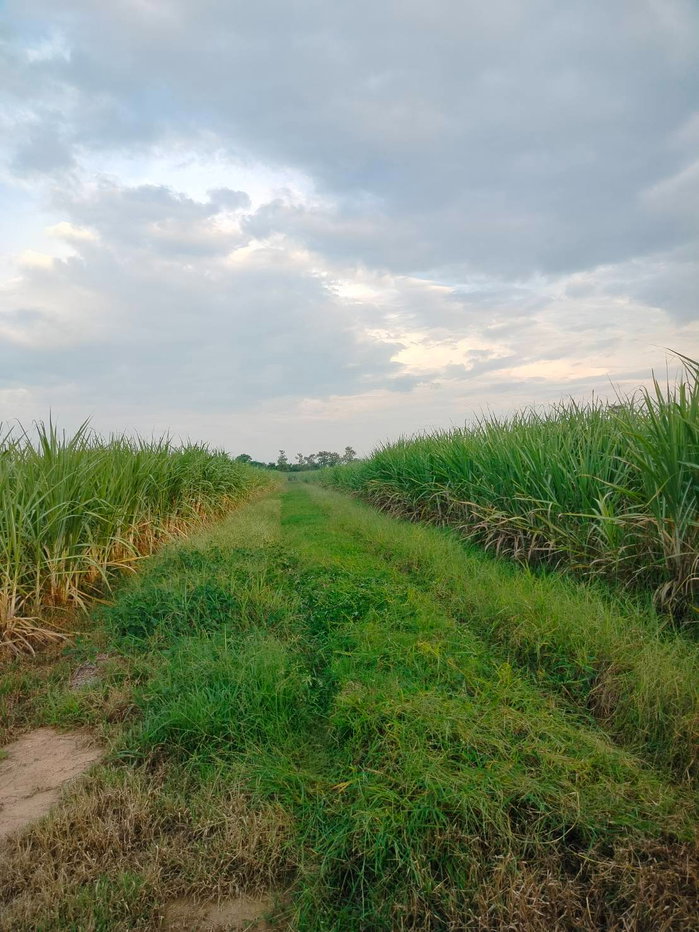 รูป 98141 - ขาย ที่ดินเพื่อการเกษตร ตั้งอยู่ในพื้นที่ ชลประทาน มีน้ำตลอดปี 15-2-40 ไร่ ต.คอรุม อ.พิชัย จ.อุตรดิตถ์ - รูปที่ 4/9