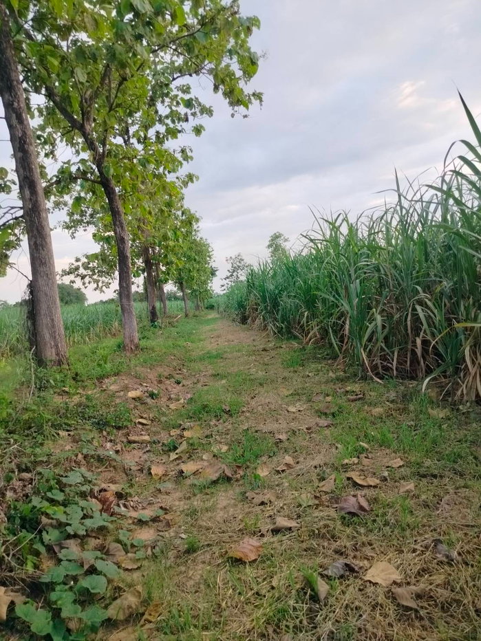 รูป 98141 - ขาย ที่ดินเพื่อการเกษตร ตั้งอยู่ในพื้นที่ ชลประทาน มีน้ำตลอดปี 15-2-40 ไร่ ต.คอรุม อ.พิชัย จ.อุตรดิตถ์ - รูปที่ 2/9