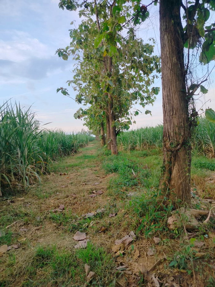 รูป 98141 - ขาย ที่ดินเพื่อการเกษตร ตั้งอยู่ในพื้นที่ ชลประทาน มีน้ำตลอดปี 15-2-40 ไร่ ต.คอรุม อ.พิชัย จ.อุตรดิตถ์ - รูปที่ 5/9