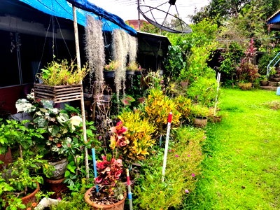 บ้านเดี่ยว เชียงใหม่ : 95858 - ขายบ้านพร้อมที่ดินขนาด 200 ตารางวา ทำเลดี