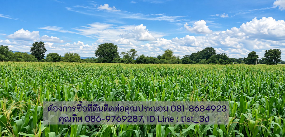 รูป ขายที่ดินแปลงใหญ่ ปากช่อง ติดถนนมิตรภาพ โฉนดที่ดิน ครุตแดง (น.ส.4.จ)  53 ไร่ 1 งาน 73.8 ตารางวา - รูปที่ 13/17