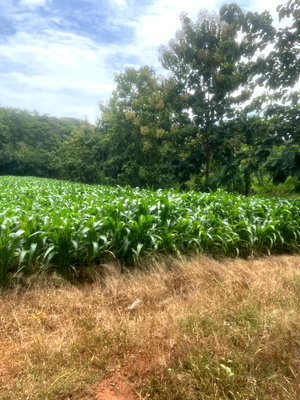 Land for sale Tha Muang Kanchanaburi : Land for Sale in Kanchanaburi – 380 sq.wah, Near Tourist Attractions with Mountain View