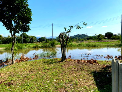 ที่ดิน เมืองนครนายก นครนายก : 98421 - ขายที่ดิน 1ไร่ พร้อมต้นไม้ที่ปลูกไว้แล้ว ต.สาริกา อ.เมือง จ.นครนายก