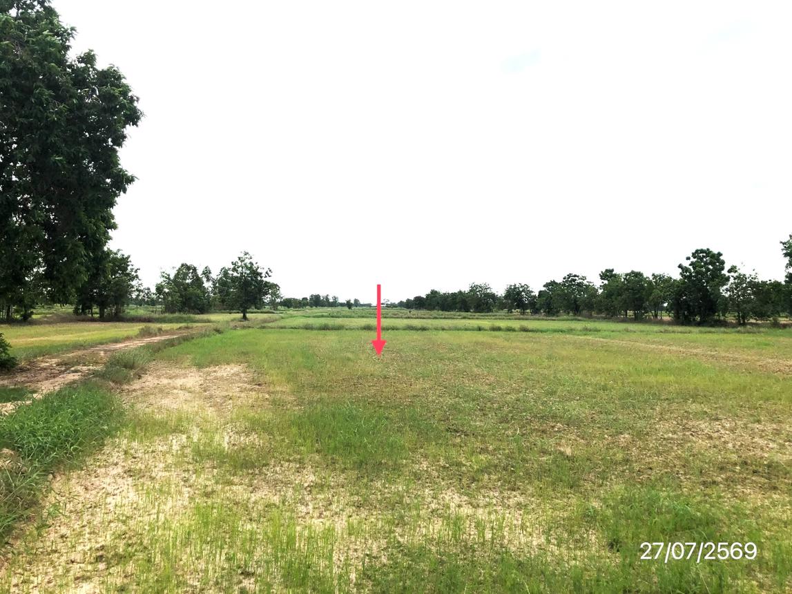 picture LAND 42072 Sq.w. Muang Sukhothai Sukhothai for 17.3M - 19/25
