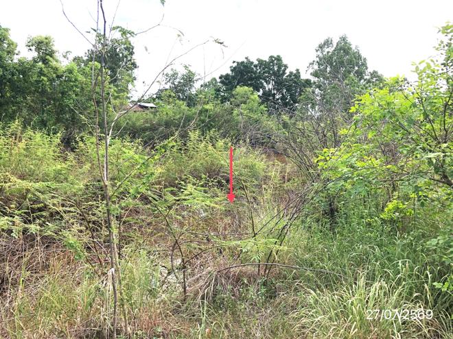 picture LAND 42072 Sq.w. Muang Sukhothai Sukhothai for 17.3M - 11/25