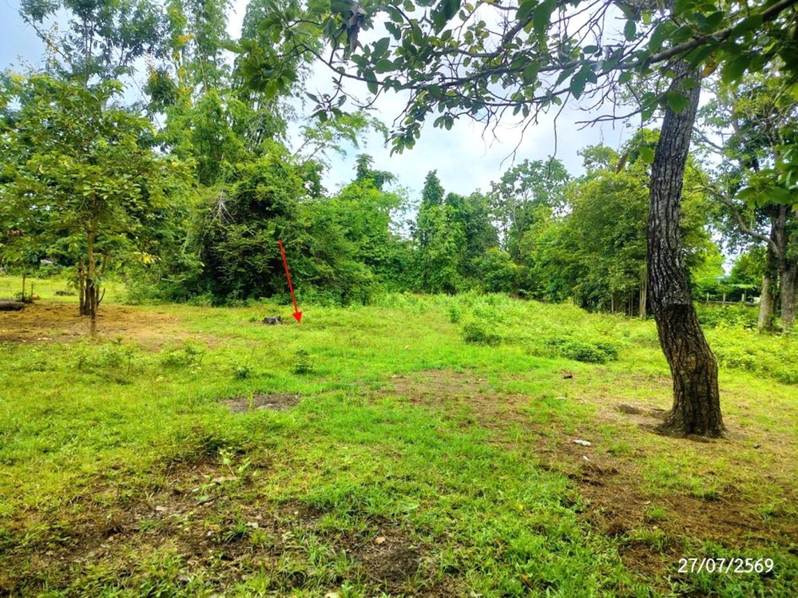 รูป ที่ดินว่างเปล่า 1828 ตร.วา โพนนาแก้ว สกลนคร 2.9M - รูปที่ 13/17