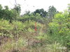 listing thumbnail image 20