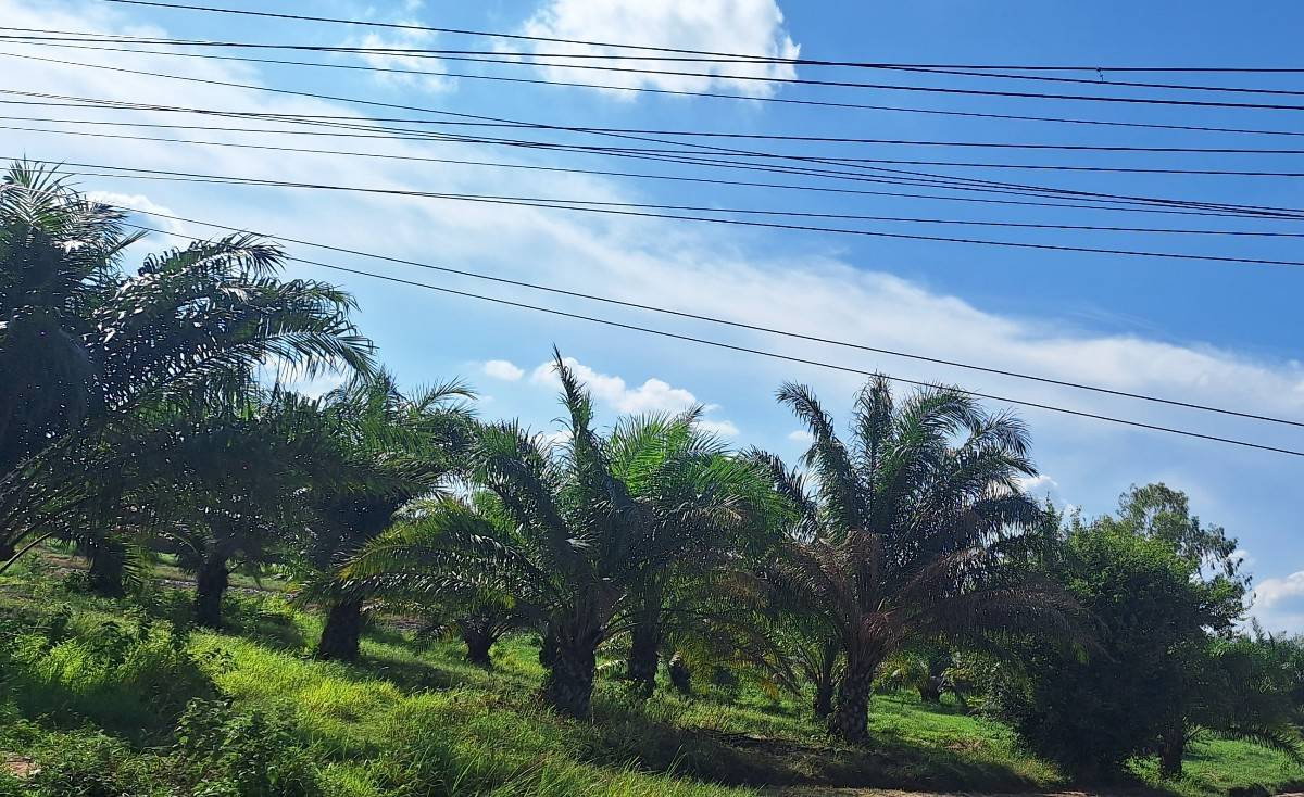 picture Selling land with Nor Sor 3 Kor title deed + vacant land at a cheap price.  - 4/6