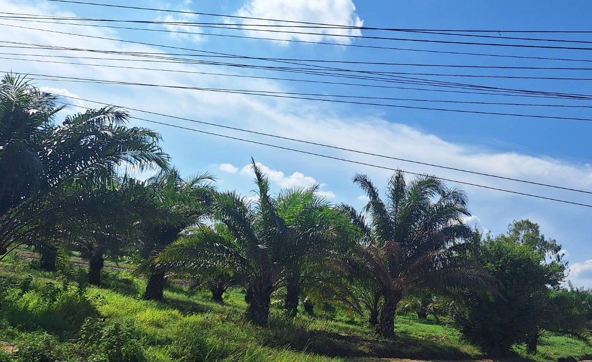 picture Selling land with Nor Sor 3 Kor title deed + vacant land at a cheap price.  - 6/6