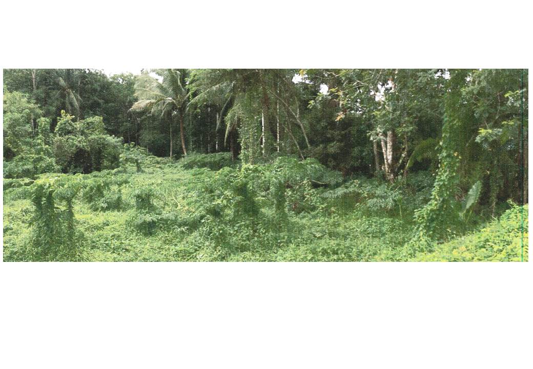 รูป ที่ดิน 235.3 ตร.วา บางขัน นครศรีธรรมราช 658,000 - รูปที่ 5/5