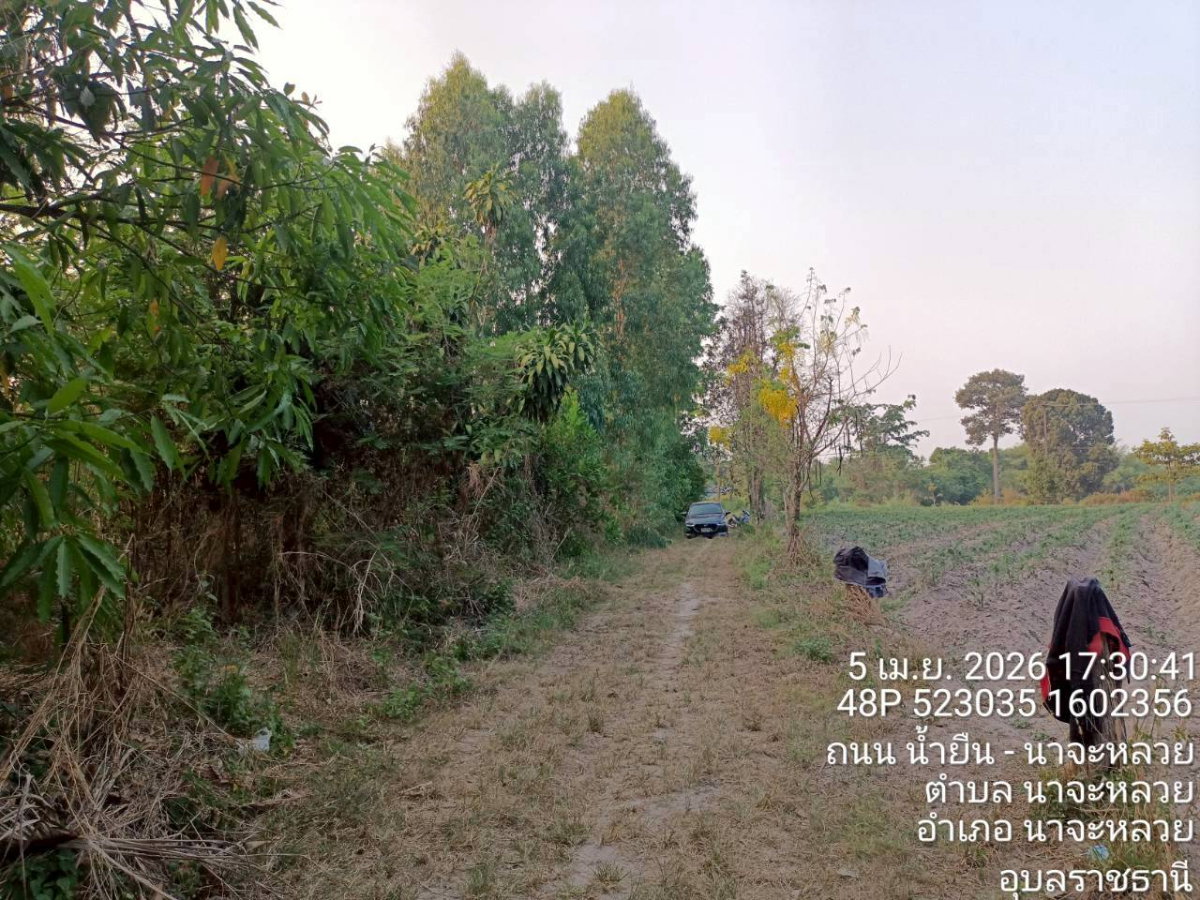 รูป ขายที่ดิน นาจะหลวย หลังโรงเรียนบ้านโคกใหญ่ จ.อุบลราชธานี - รูปที่ 1/7