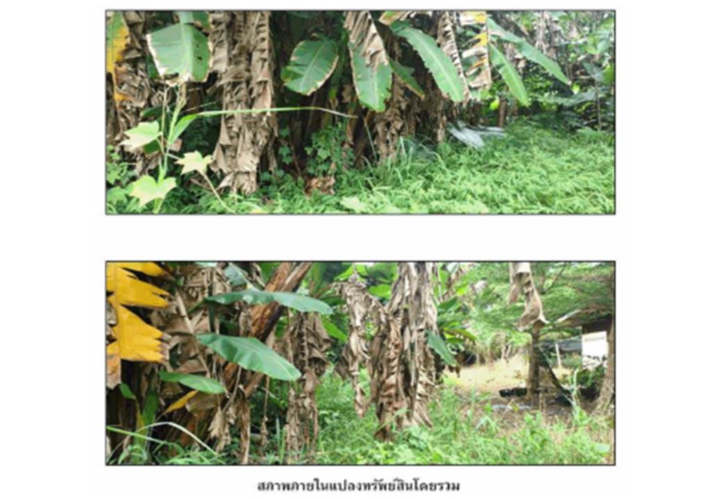 รูป ที่ดิน 178.6 ตร.วา หลังสวน ชุมพร 825,000 - รูปที่ 5/6