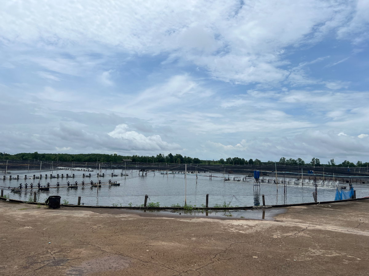 รูป ย่อเลี่ยงกุ้งพร้อมระบบไฟฟ้า 100% พร้อมบ้านพักและบ้านพักคนงาน ทั้งหมด 6 5 บ่อ 1 บ่อ พัก - รูปที่ 13/13