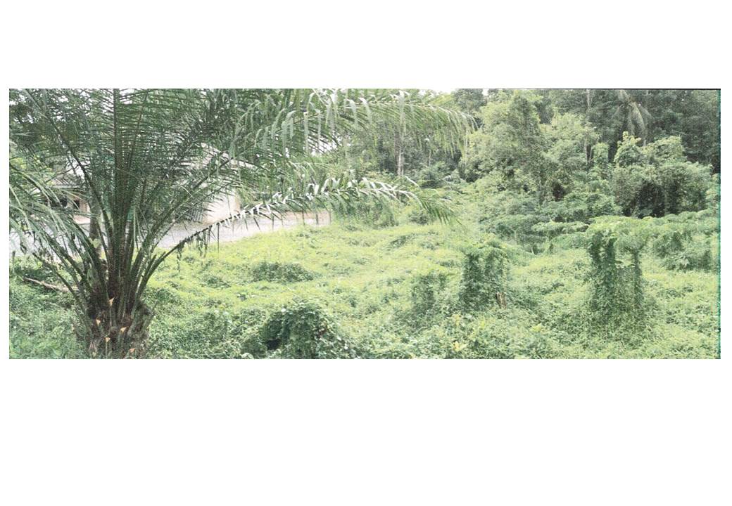 รูป ที่ดิน 235.3 ตร.วา บางขัน นครศรีธรรมราช 658,000 - รูปที่ 4/5