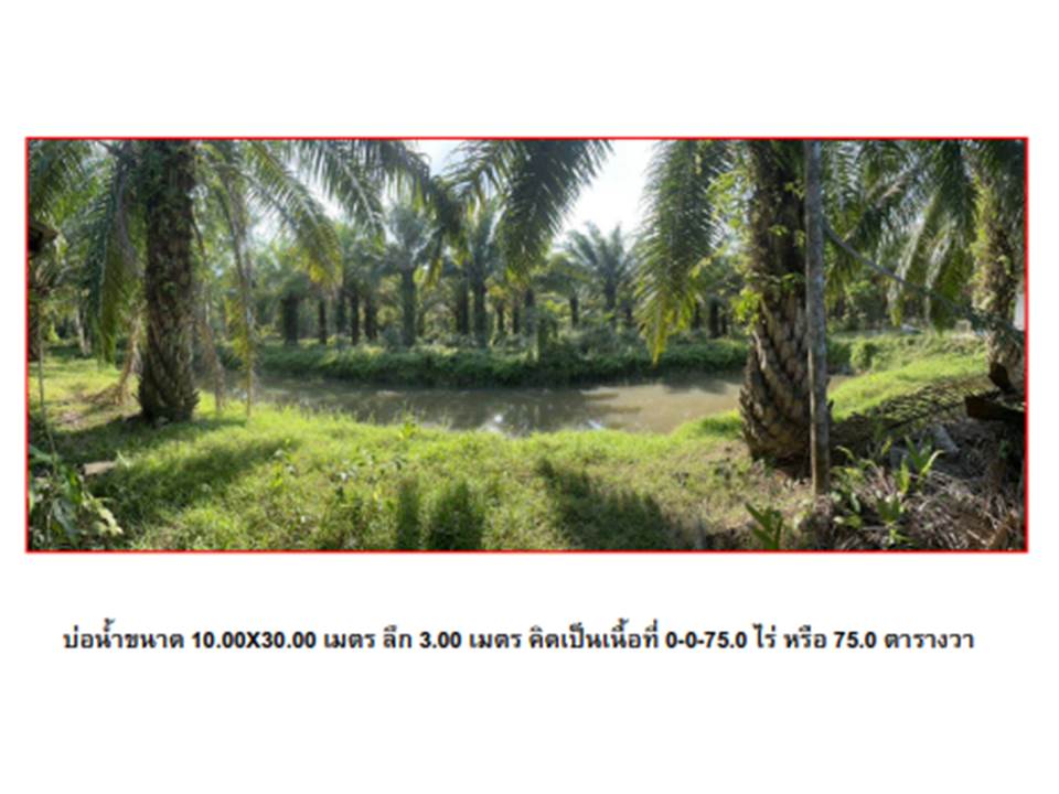 picture HOME 1279.4 Sq.w. Sawi Chumphon for 2.3M - 5/5