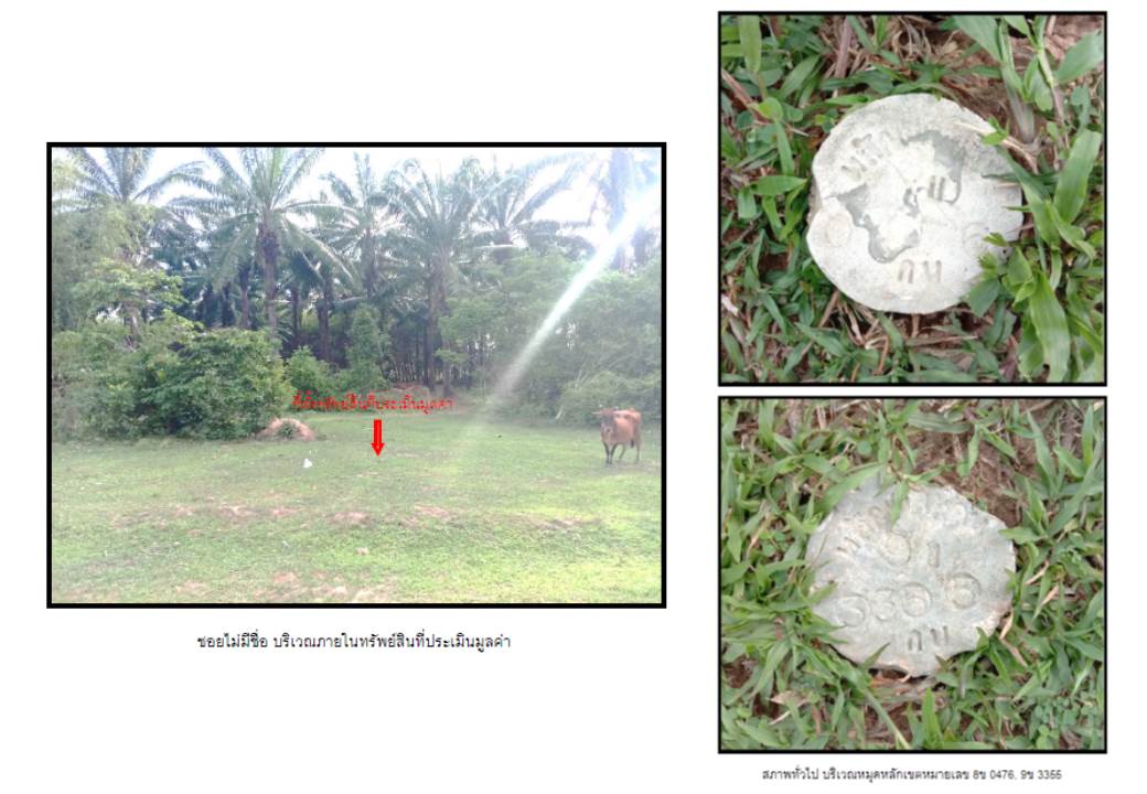 รูป ที่ดิน 50 ตร.วา คลองท่อม กระบี่ 150,000 - รูปที่ 4/4