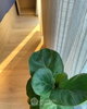 listing thumbnail image 19