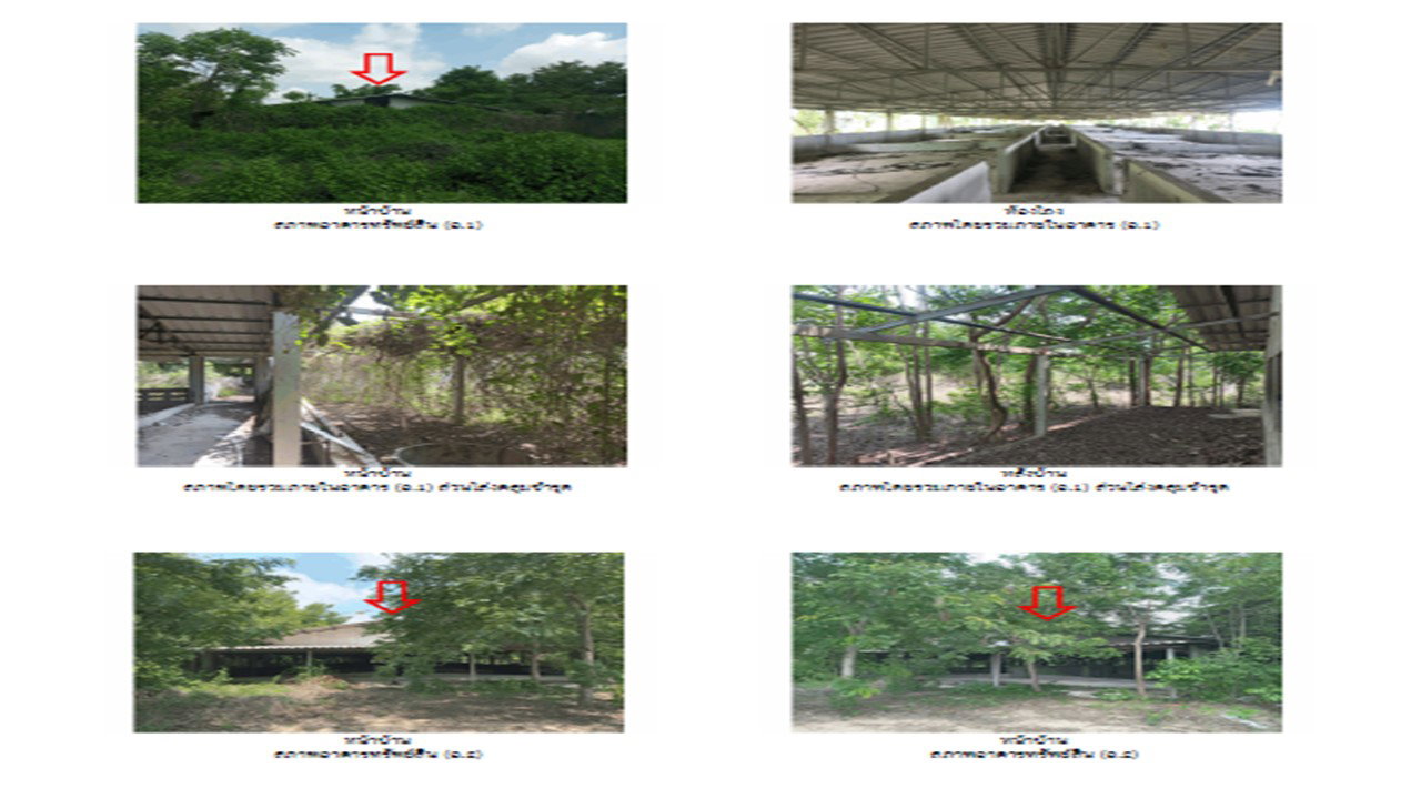 รูป ที่ดินพร้อมสิ่งปลูกสร้าง 8822 ตร.วา บางระกำ พิษณุโลก 9M - รูปที่ 6/10