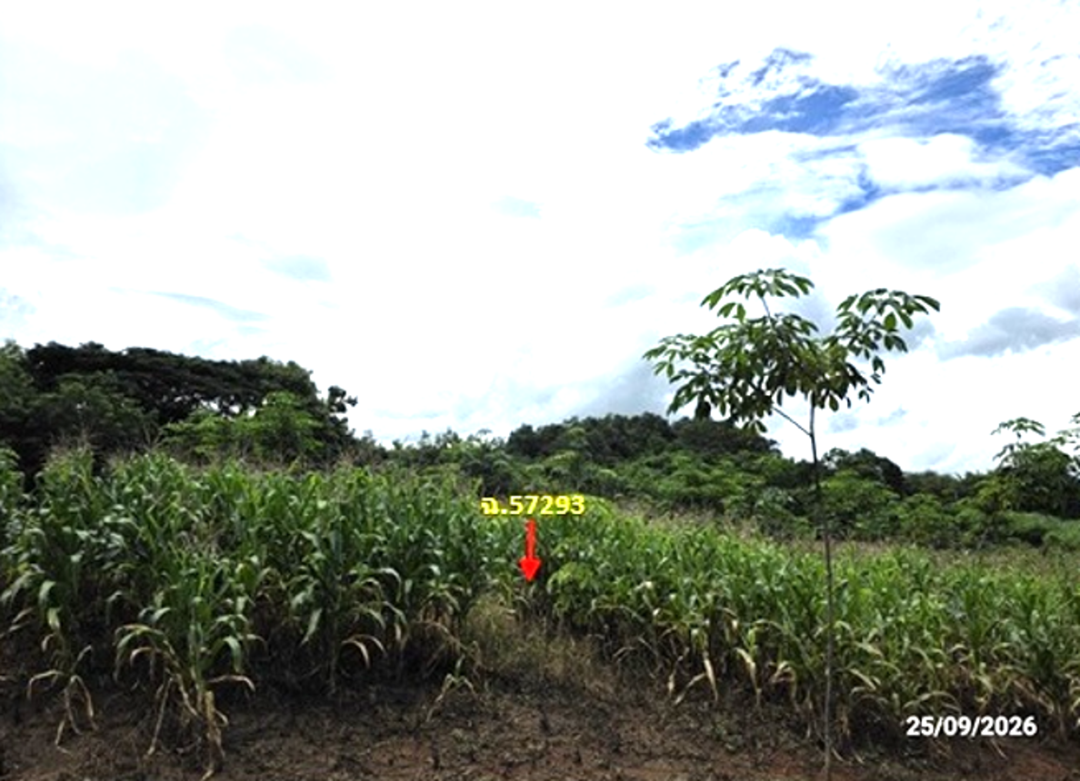 picture LAND 4695 Sq.w. Muang Loei Loei for 2.6M - 21/25