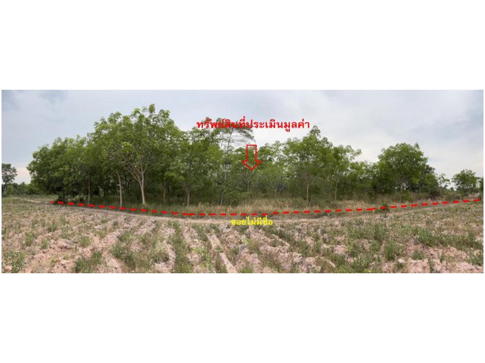 picture LAND 1797.3 Sq.w. Phanom Dong Rak Surin for 693,000 - 1/4