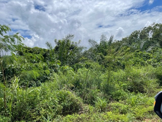 picture LAND 2030 Sq.w. Muang Chiang Rai Chiang Rai for 2.7M - 4/5