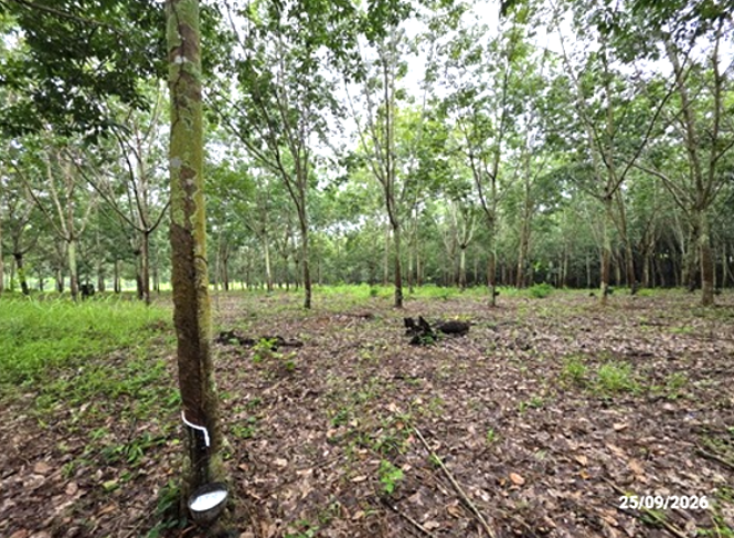 picture LAND 4695 Sq.w. Muang Loei Loei for 2.6M - 4/25