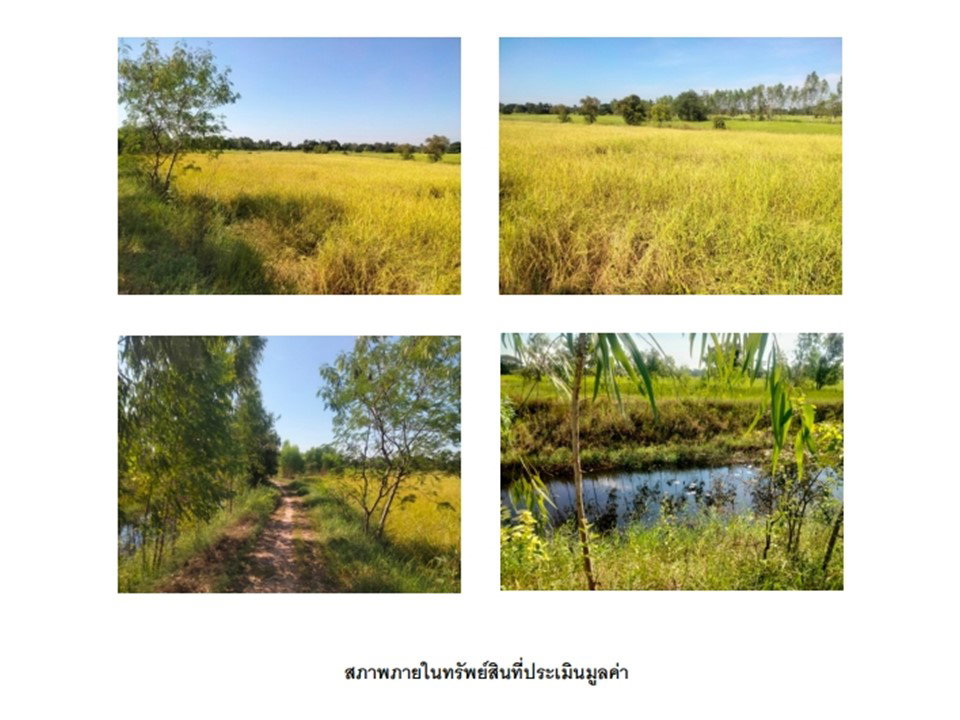 รูป ที่ดิน 2040 ตร.วา หัวตะพาน อำนาจเจริญ 593,000 - รูปที่ 8/8