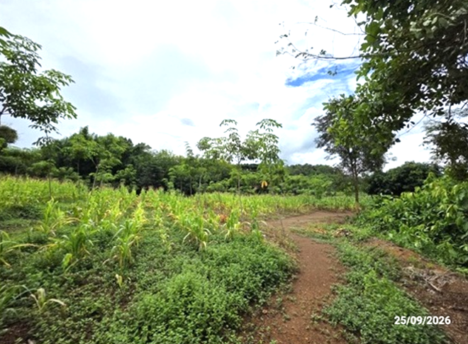 picture LAND 4695 Sq.w. Muang Loei Loei for 2.6M - 10/25