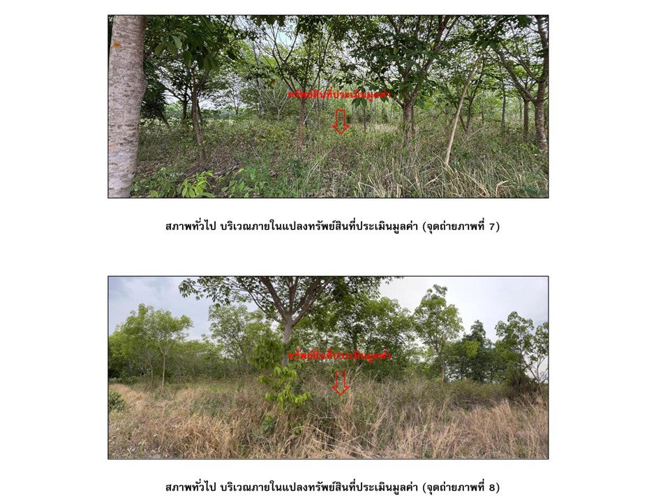 picture LAND 1797.3 Sq.w. Phanom Dong Rak Surin for 693,000 - 4/4