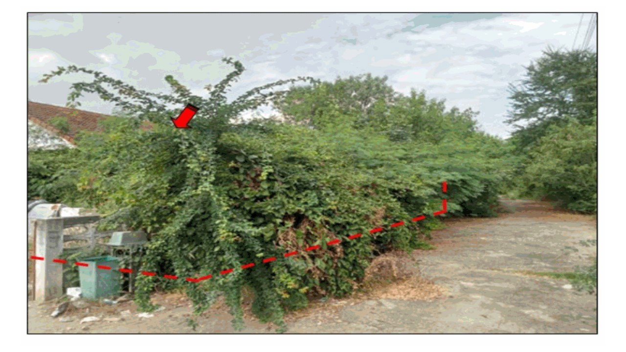 picture HOME 107 Sq.w. Muang Lampang Lamphang for 657,000 - 1/5