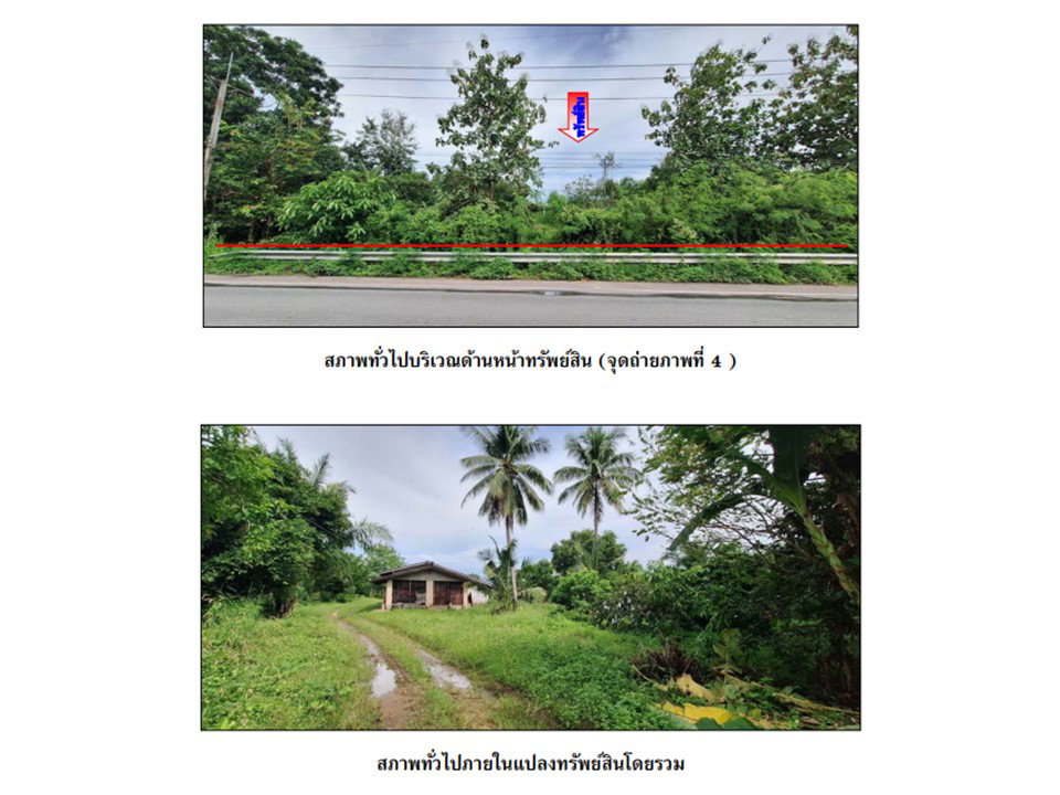 picture LAND 9439 Sq.w. Cha-uat Nakhon Sri Thammarat for 16.5M - 3/4