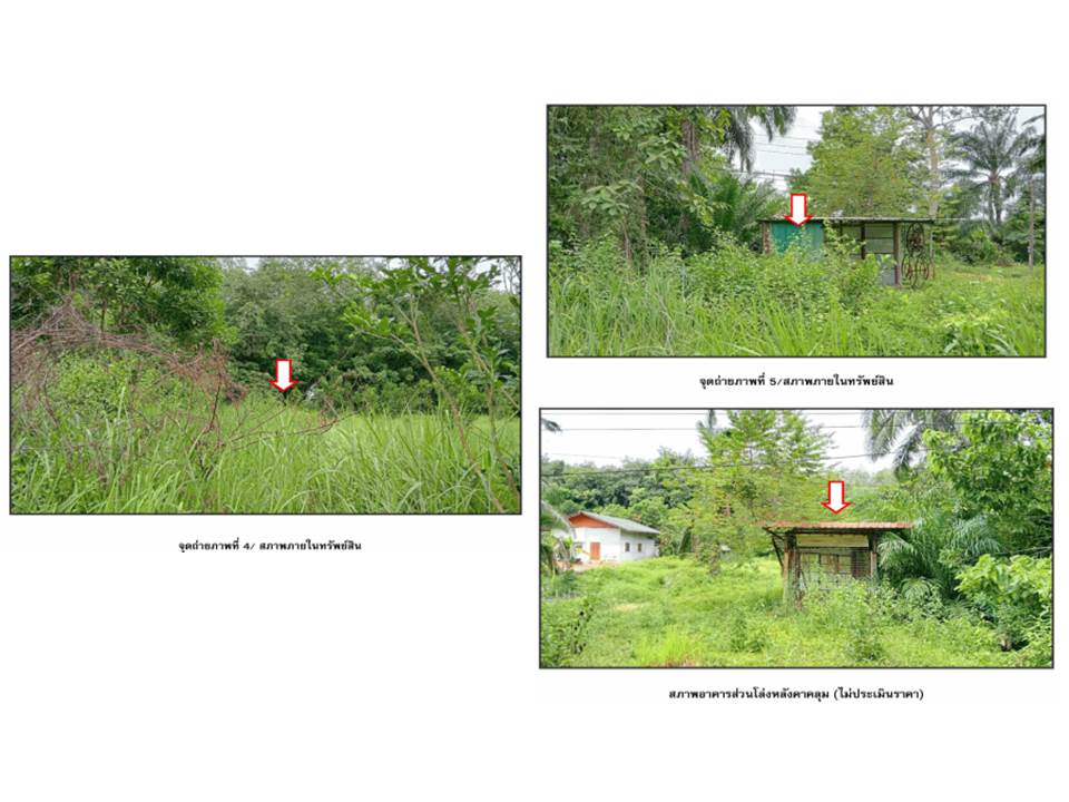 picture LAND 200 Sq.w. Tha Chang Surat Thani for 2.4M - 3/3