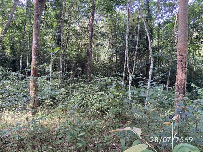 รูป ที่ดินว่างเปล่า 285 ตร.วา เมืองสงขลา สงขลา 1.1M - รูปที่ 8/27