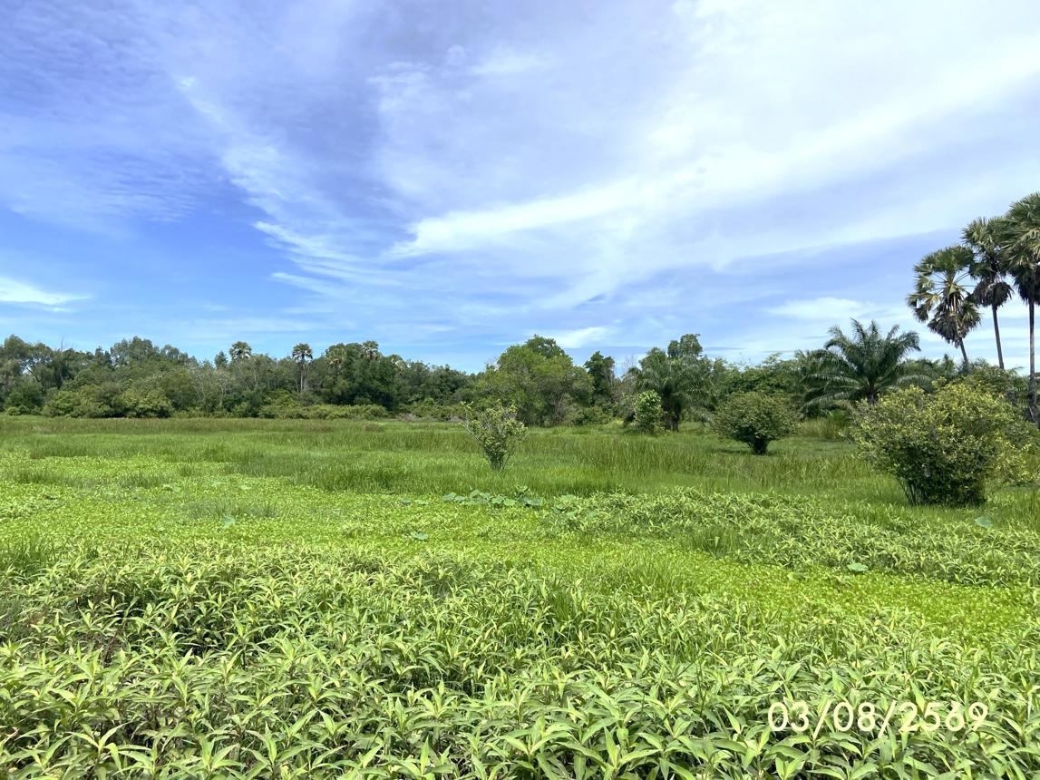 รูป ที่ดินว่างเปล่า 99.9 ตร.วา เมืองสงขลา สงขลา 450,000 - รูปที่ 15/23