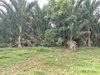 listing thumbnail image 21