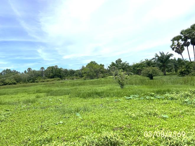 รูป ที่ดินว่างเปล่า 99.9 ตร.วา เมืองสงขลา สงขลา 450,000 - รูปที่ 10/23