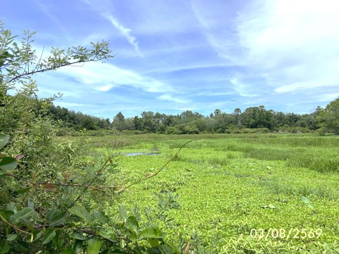 รูป ที่ดินว่างเปล่า 99.9 ตร.วา เมืองสงขลา สงขลา 450,000 - รูปที่ 9/23