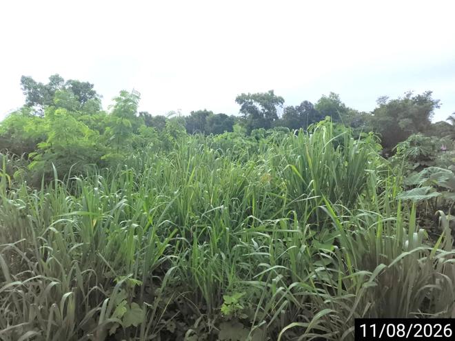 picture LAND 124.6 Sq.w. Muang Chumphon Chumphon for 873,000 - 5/15