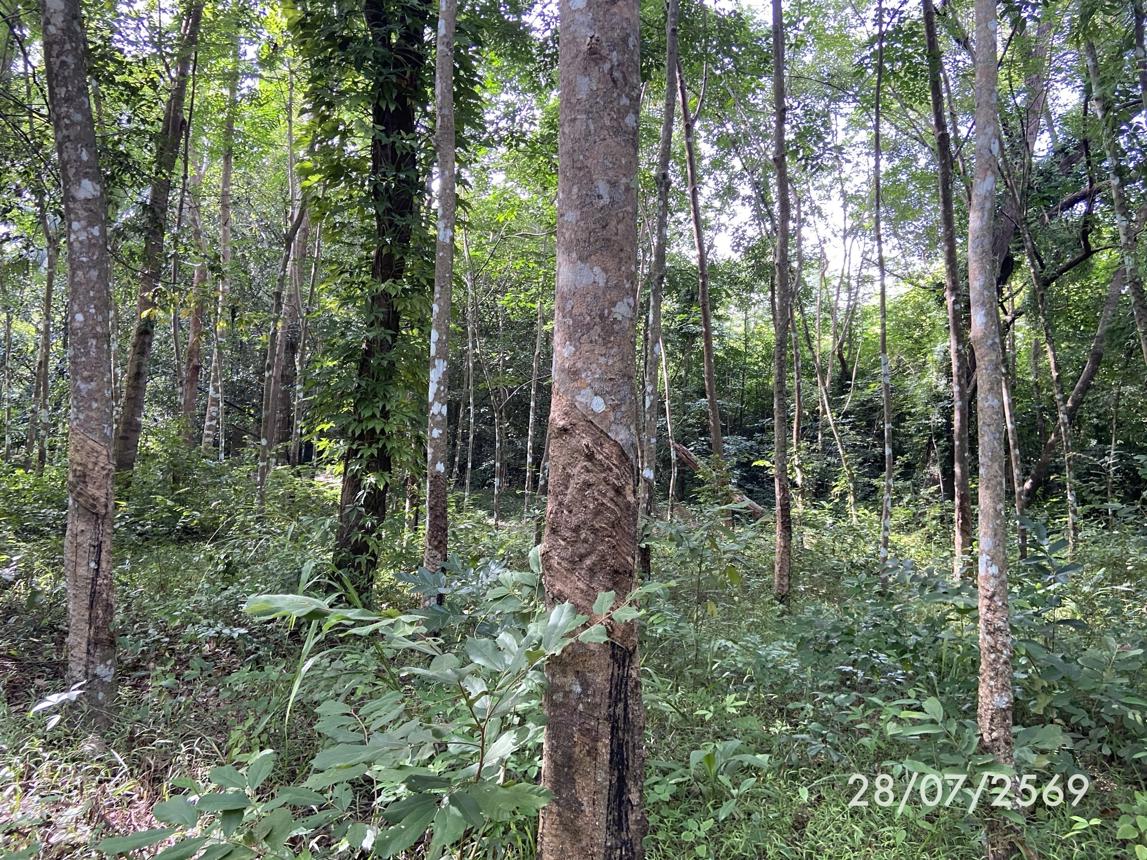 รูป ที่ดินว่างเปล่า 285 ตร.วา เมืองสงขลา สงขลา 1.1M - รูปที่ 18/27