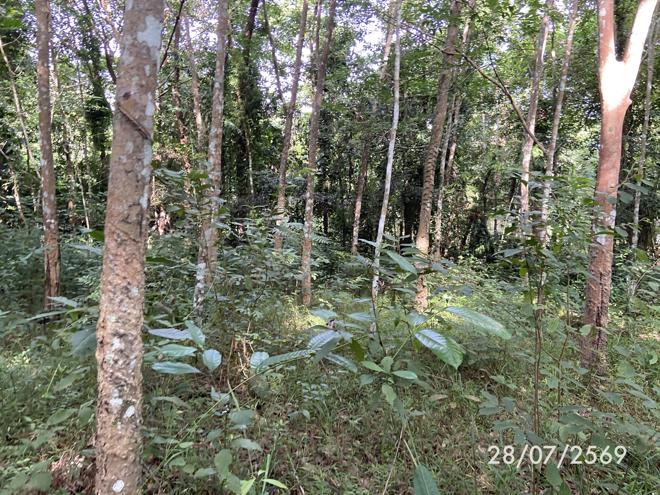 รูป ที่ดินว่างเปล่า 285 ตร.วา เมืองสงขลา สงขลา 1.1M - รูปที่ 10/27