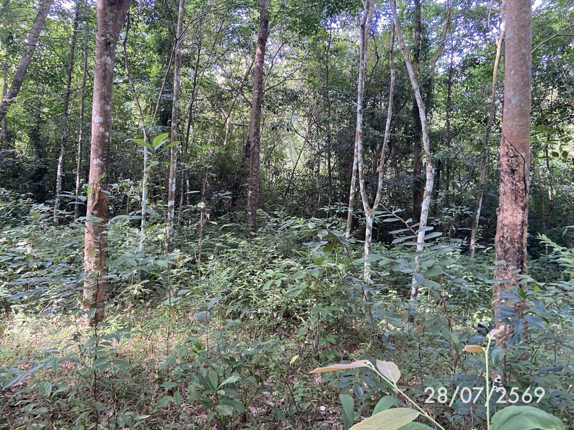 รูป ที่ดินว่างเปล่า 285 ตร.วา เมืองสงขลา สงขลา 1.1M - รูปที่ 19/27