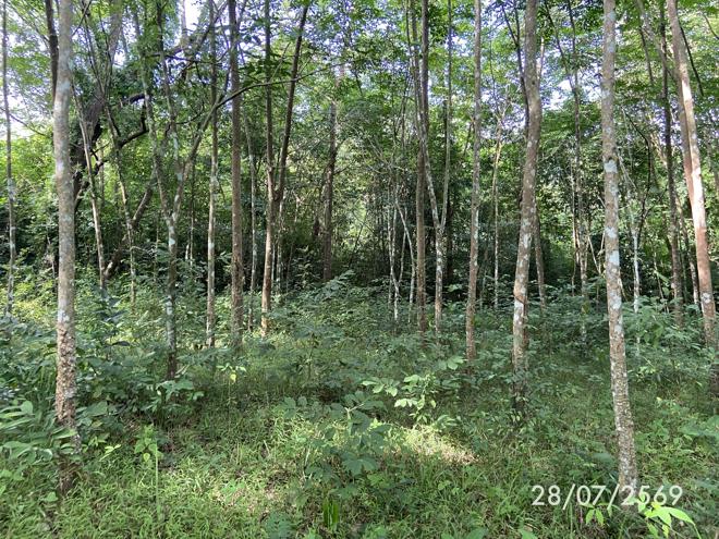 รูป ที่ดินว่างเปล่า 285 ตร.วา เมืองสงขลา สงขลา 1.1M - รูปที่ 5/27