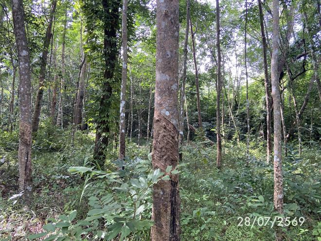 รูป ที่ดินว่างเปล่า 285 ตร.วา เมืองสงขลา สงขลา 1.1M - รูปที่ 7/27