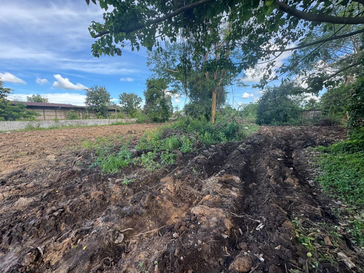 รูป **ให้เช่าที่ดิน 1 ไร่ 1 งาน 45 ตรว. ติดทางสาธารณะ ต.หนองหญ้าลาด อ.กันทรลักษ์ จ.ศรีสะเกษ 10,000/ด. (เช่าบางส่วนได้)** - รูปที่ 10/12