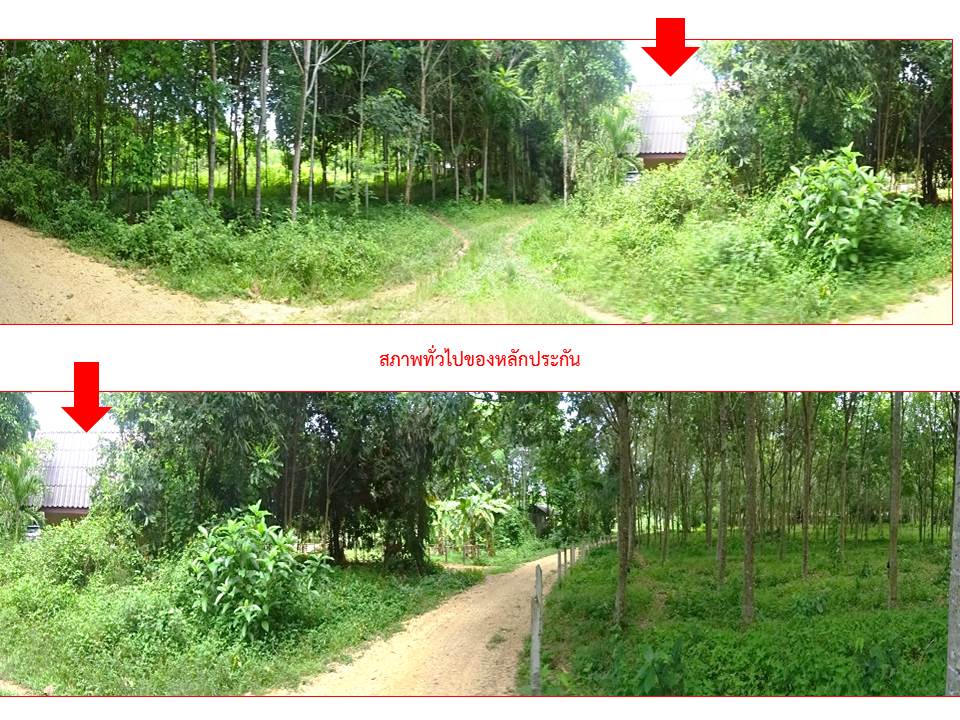 picture HOME 558 Sq.w. Pak Phayun Phatthalung for 1.1M - 4/10