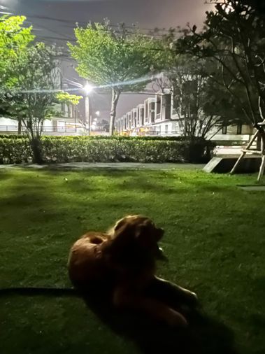 ขายบ้านเดี่ยว 4 ห้องนอน 185 ตร.ม. 43.6 ตร.ว. มอตโต้ กาญจนาภิเษก-พระราม 2
