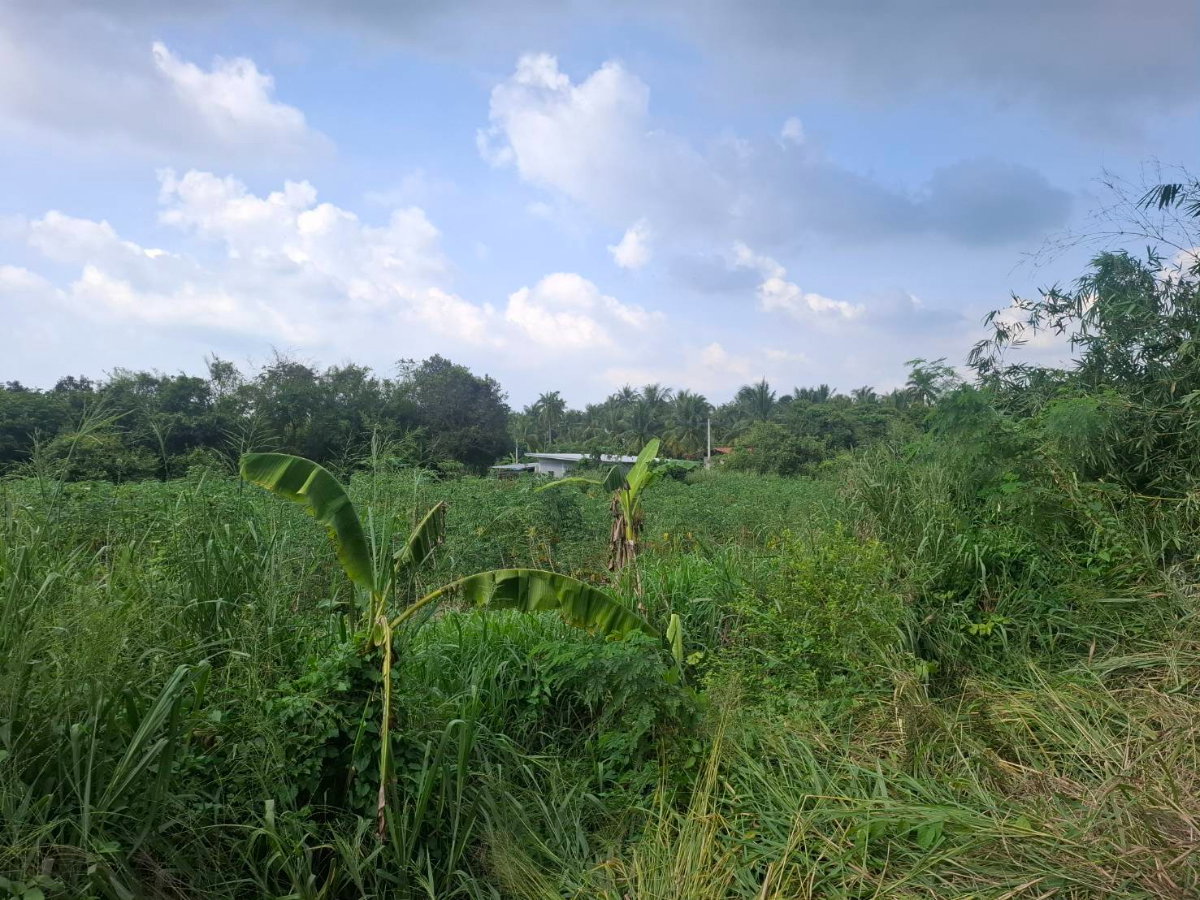 รูป ขายที่ดินสวยติดถนนคอนกรีต 75 ตรว. เหมาะปลูกบ้านพักอาศัยใกล้บางแสน สวนเสือศรีราชา ทะเลสัตหีบ - รูปที่ 3/4