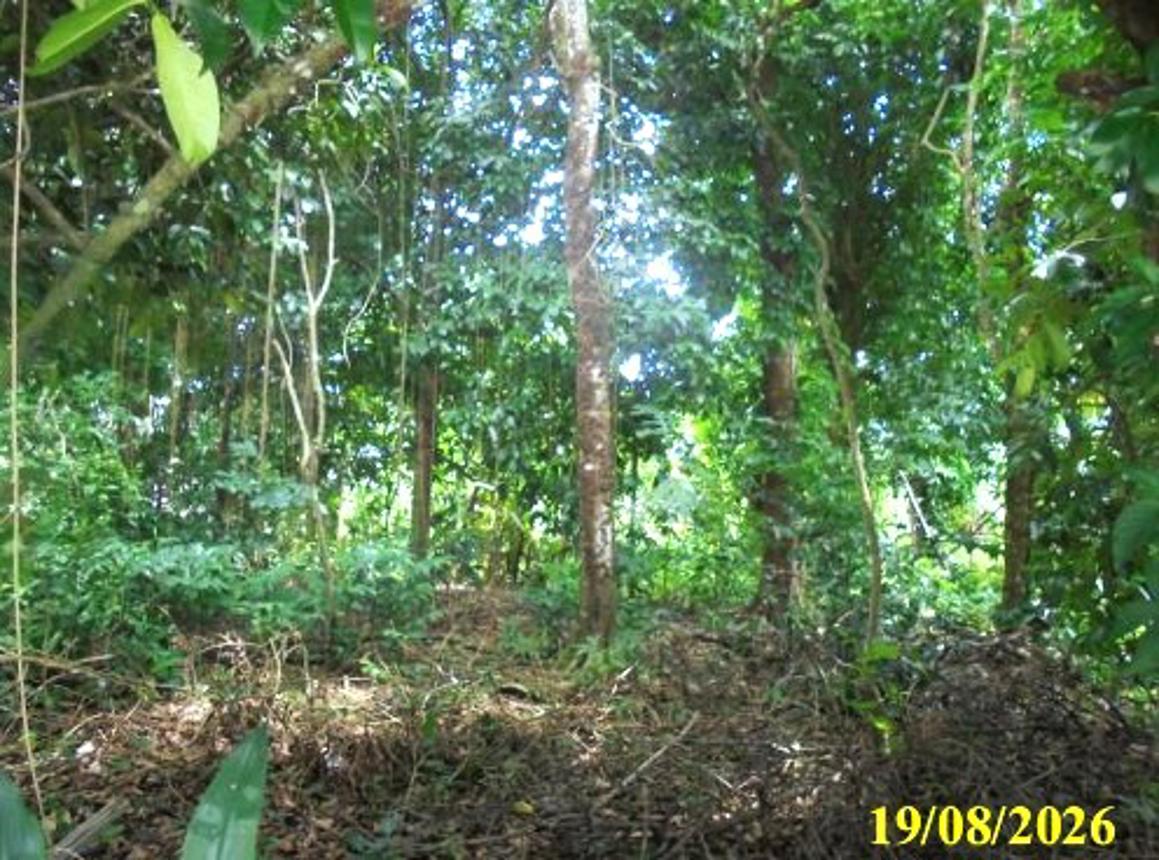 รูป ที่ดินว่างเปล่า 117 ตร.วา สุไหงปาดี นราธิวาส 1.9M - รูปที่ 10/15